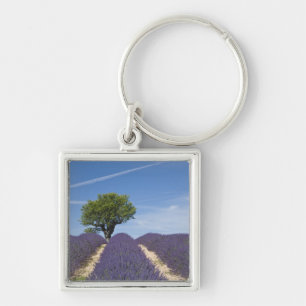 Frankreich, Provence. Reihen von blühendem Lavende Schlüsselanhänger