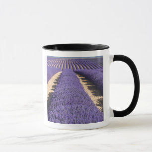 Frankreich, Provence. Reihen von blühendem Lavende Tasse
