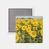 Frankreich, Provence, Valensole. Bereich Magnet (Vorderseite/Rückseite)
