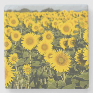 Frankreich, Provence, Valensole. Bereich Steinuntersetzer