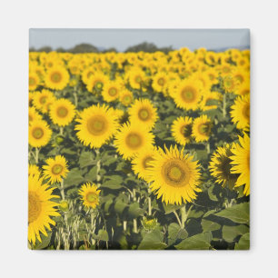 Frankreich, Provence, Valensole. Feld von Magnet