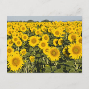 Frankreich, Provence, Valensole. Feld von Postkarte