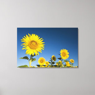 Frankreich, Provence, Valensole. Sonnenblumen steh Leinwanddruck