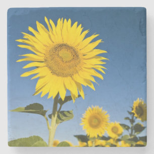 Frankreich, Provence, Valensole. Sonnenblumen steh Steinuntersetzer