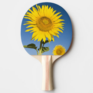 Frankreich, Provence, Valensole. Sonnenblumen steh Tischtennis Schläger