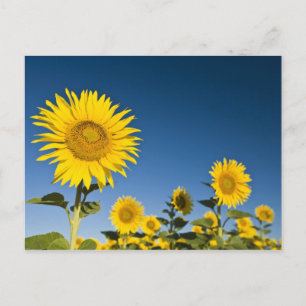 Frankreich, Provence, Valensole. Sonnenblumenständ Postkarte