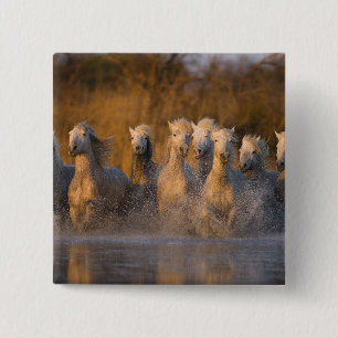 Frankreich, Provence. Weiße Camargue-Pferde Button