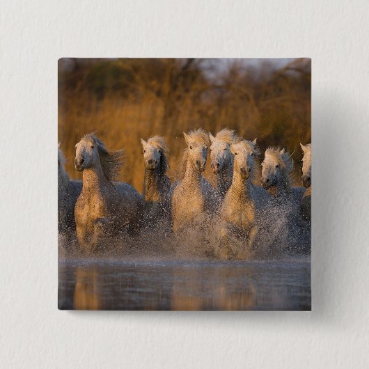 Frankreich, Provence. Weiße Camargue-Pferde Button (Vorderseite)