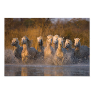 Frankreich, Provence. Weiße Camargue-Pferde Fotodruck