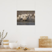 Frankreich, Provence. Weiße Camargue-Pferde laufen Poster (Küche)