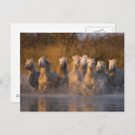 Frankreich, Provence. Weiße Camargue-Pferde Postkarte (Vorne/Hinten)