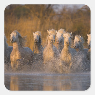 Frankreich, Provence. Weiße Camargue-Pferde Quadratischer Aufkleber