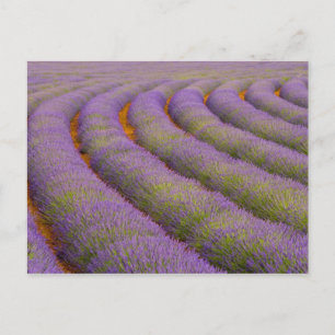 Frankreich, Region Provence. Gebogene Reihen von Postkarte