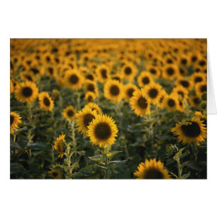 Frankreich, Vaucluse, Sonnenblumenfeld
