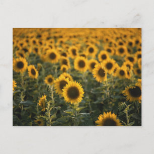 Frankreich, Vaucluse, Sonnenblumenfeld Postkarte