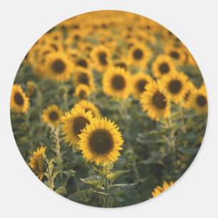 Frankreich, Vaucluse, Sonnenblumenfeld Runder Aufkleber