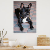 Französch Bulldog Poster (Küche)