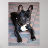 Französch Bulldog Poster (Vorne)