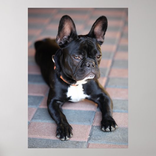 Französch Bulldog Poster (Vorne)