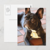 Französch Bulldog Postkarte (Vorne/Hinten)