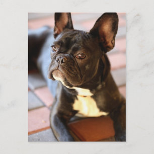Französch Bulldog Postkarte