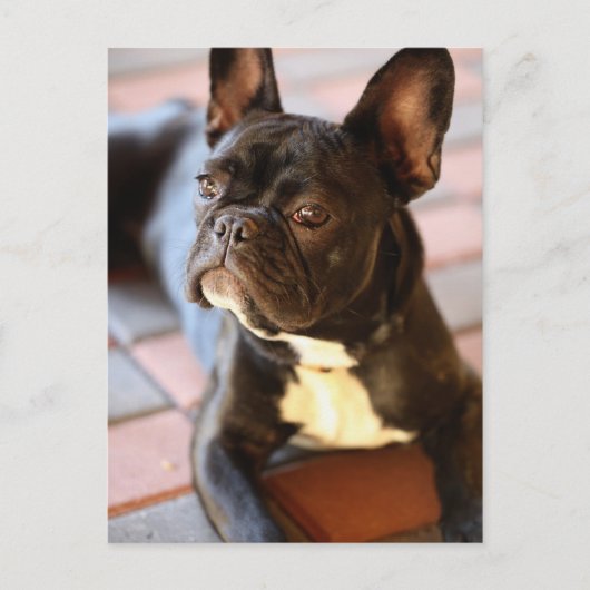 Französch Bulldog Postkarte (Vorderseite)