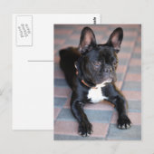 Französch Bulldog Postkarte (Vorne/Hinten)