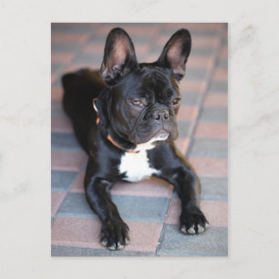 Französch Bulldog Postkarte