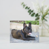 Französch Bulldog Postkarte (Stehend Vorderseite)