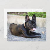 Französch Bulldog Postkarte (Vorne/Hinten)