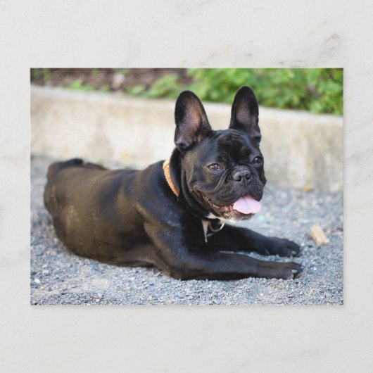 Französch Bulldog Postkarte (Vorderseite)