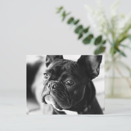 Französch Bulldog Postkarte (Stehend Vorderseite)