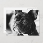 Französch Bulldog Postkarte (Vorne/Hinten)