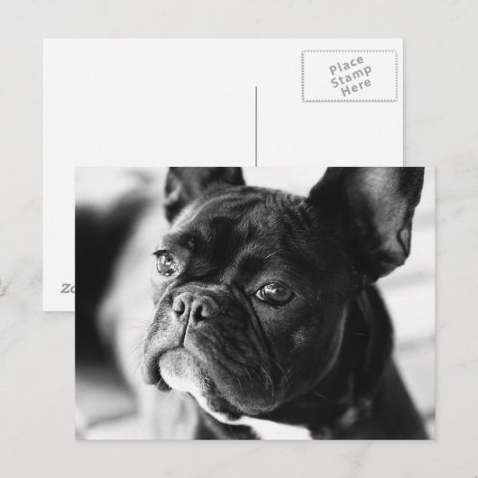 Französch Bulldog Postkarte (Vorne/Hinten)