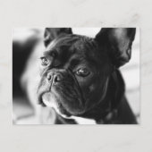 Französch Bulldog Postkarte (Vorderseite)