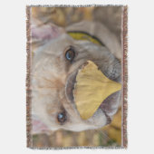 Franzose Decke (Vorderseite Vertikal)