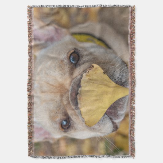 Franzose Decke (Vorderseite Vertikal)