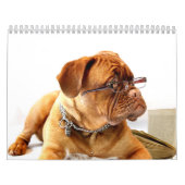 Franzosen Mastiff Dogue de Bordeaux Calendar Kalender (Titelbild)