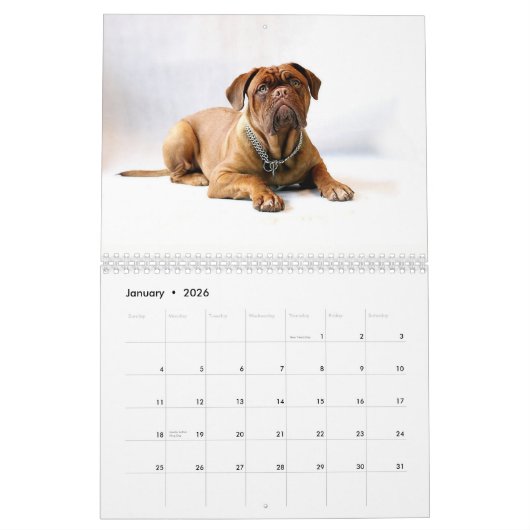 Franzosen Mastiff Dogue de Bordeaux Calendar Kalender (Jan 2026)