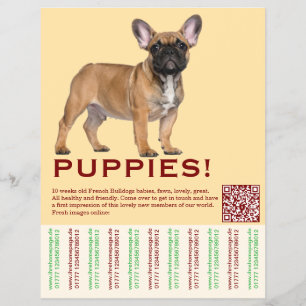 Franzosen-Welpen-Verkaufsflyer Flyer