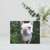 Französin auf Patrol Postkarte (Stehend Vorderseite)