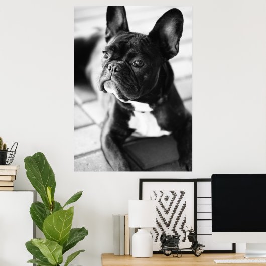 Französisch Bulldog Poster (Heimbüro)
