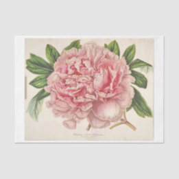 Französisch Floral Ephemera Decoupage Pink Peony Seidenpapier