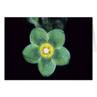 FRANZÖSISCH-GUAYANA: Matelea gracieae