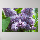 Französisch Lilacs Poster (Vorne)