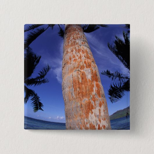 Französisch-Polynesien, Bora Bora, Palmen Button (Vorderseite)