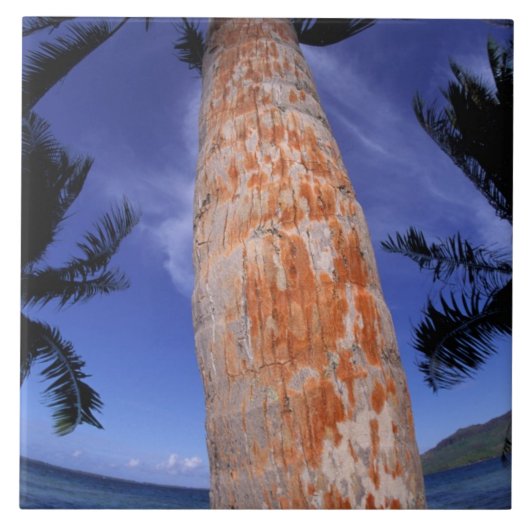 Französisch-Polynesien, Bora Bora, Palmen Fliese (Vorderseite)