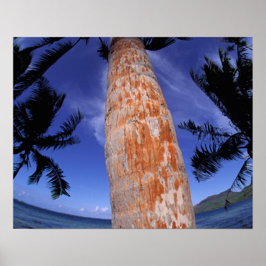 Französisch-Polynesien, Bora Bora, Palmen Poster (Vorne)