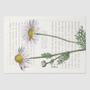 Französisch Script Daisy Blume Vintag Text Decoupa Seidenpapier
