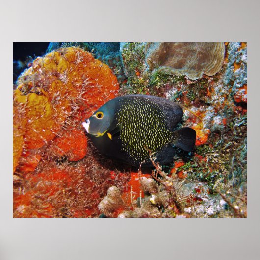 Französische Angelfische im Koral Poster (Vorne)